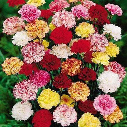 Double Carnation seeds