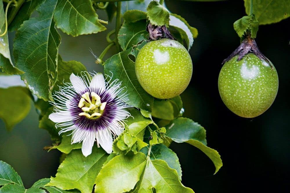 Passion Fruit Seed