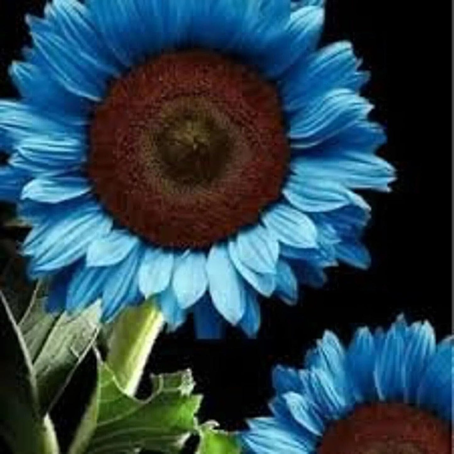 Bright Blue Sunflower Seeds For Planting